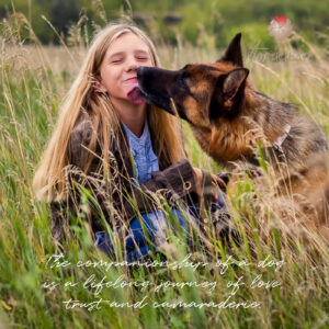 german shepherd